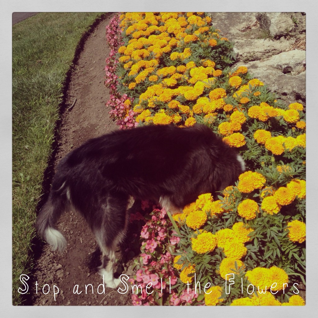 Piper stopping to smell the flowers